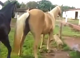 Every zoophile turns into a voyeur for horses