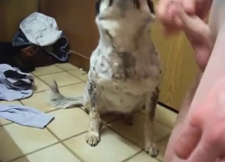 Ass-fuck zoo XXX with plenty of hot foreplay