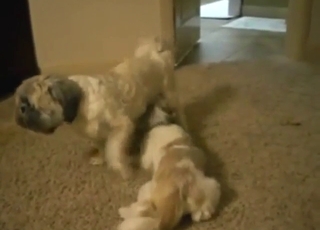 Gay animal fucking with two beasts that cum