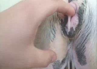 Creampie for a slutty animal, lots of thrusting