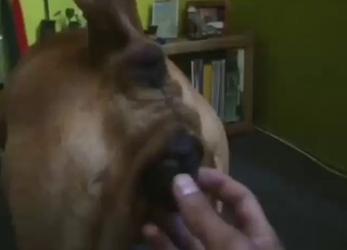 Eager dude just DEVOURS a dog's hot pussy