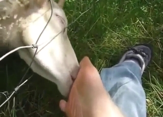 Sheep licks those tasty toes in a POV scene