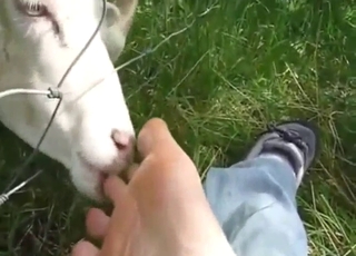 Sheep licks those tasty toes in a POV scene