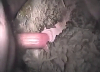 Close-up dick fuck with a slutty animal moaning