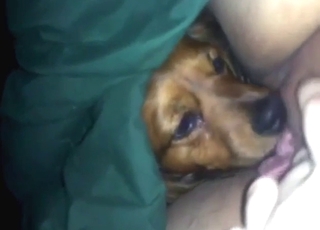 Wet-as-fuck lady gets licked by a sexy beast