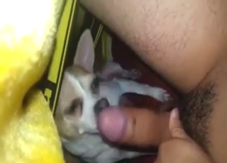 Licking session with a dog that works hard