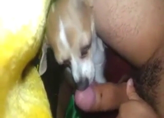 Licking session with a dog that works hard