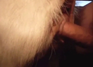 Slutty goat with a tasty pussy fucked by a guy