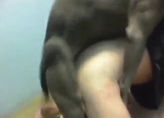 Big dick grey dog punishing his asshole