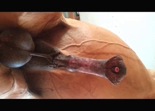 The large penis of a stallion looks like a delicious treat