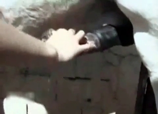 The large dick of a stallion is pleased and he loves it