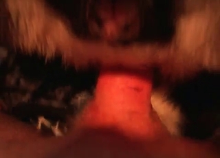 Close up action of a zoophile and a horny animal