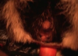 Close up action of a zoophile and a horny animal