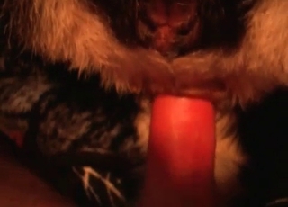 Close up action of a zoophile and a horny animal