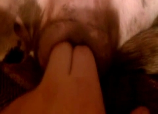 Passionate bestiality action for a fellow fingering an animal