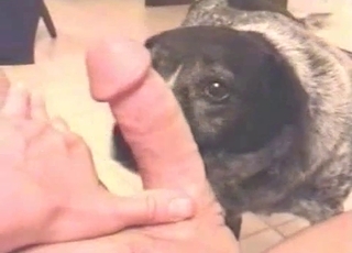 This submissive puppy is giving a BJ to his owner