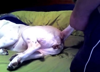 My husband is trying hard to bang with his doggy