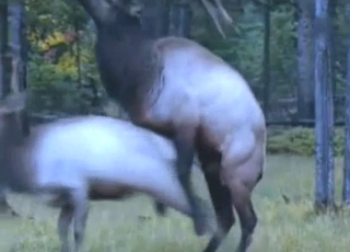 Animals and zoophiles have impressive sex action