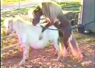 Animals and zoophiles have impressive sex action
