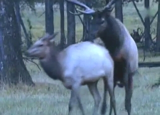 Animals and zoophiles have impressive sex action