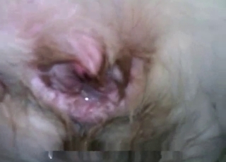 Doggy ass fucked hard in the doggy style pose