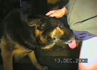 Cute pet nicely sucks a good dick in POV