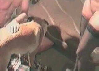 Abnormal bestial penetration at the farm