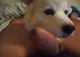 Sweet mutt is sucking a dick like a pornstar