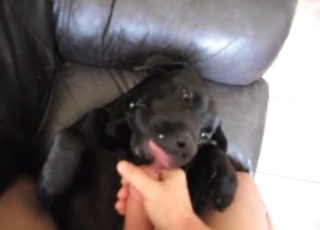 Male masturbates in the bestiality sex scene