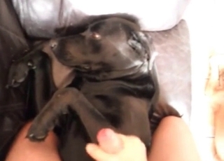 Male masturbates in the bestiality sex scene