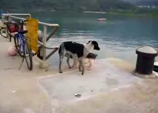 Small and young dog fucks a big aggressive beast