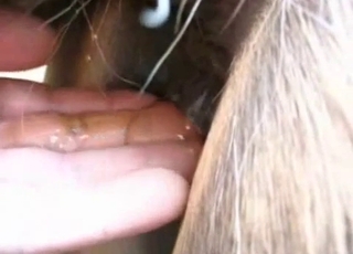 The wet pussy of a horse gets totally fingered