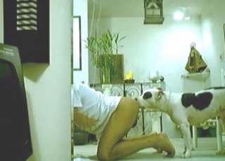 The crack of this whore is pleased by a puppy