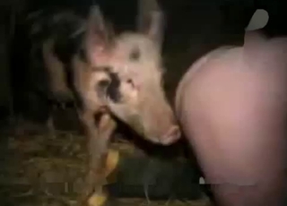 Filthy entertainment for a really nasty zoophile