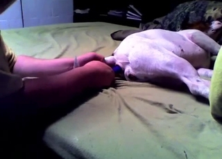 Beagle is getting penetrated with a huge dildo toy