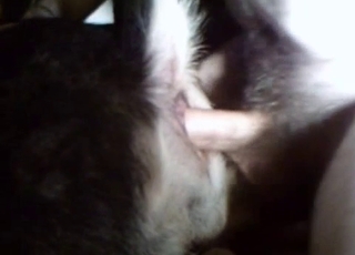 Horny beast is dominating a horny zoophiliac