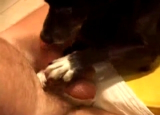 Huge dick gets orally pleased by a kinky doggie