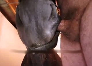 This horse is amazingly face-fucked by a kinky man