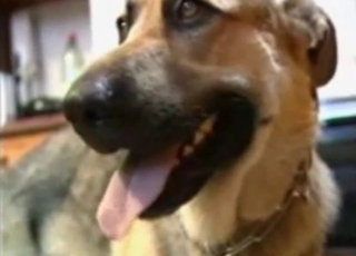 Doggy is getting a very nice handjob