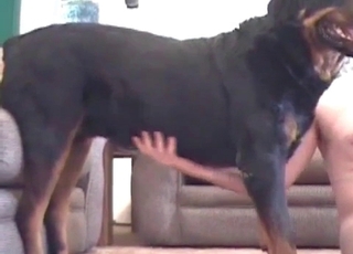 Doggy dick is being fellated by masculine