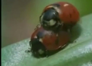 Amazingly intense bestiality in this compilation