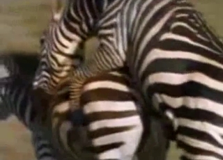 Amazingly intense bestiality in this compilation