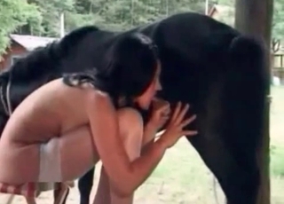 Zoo slut is licking nuts of a nasty pony