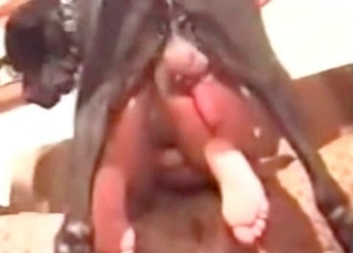Doggy style bestiality sex with a hot animal
