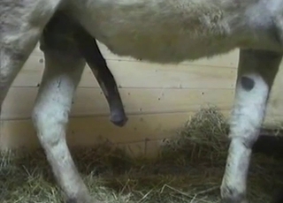 Mules are enjoying intensive bestiality sex so much