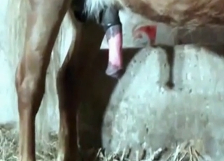 Hard pony weenie in her accurate cunt