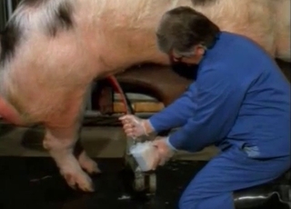 Pig's massive boner needs some stimulations
