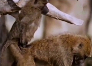 Pair of horny animals are having sexual fun outside