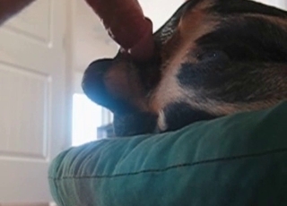 Rear end humped by host