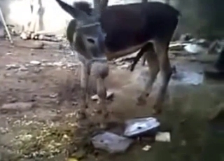 These horny animals have incredibly suckable dicks